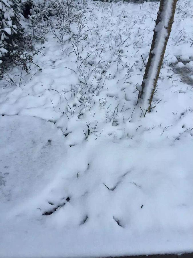 IMG_1712.JPG 濾油機(jī)濾芯_重慶下雪啦